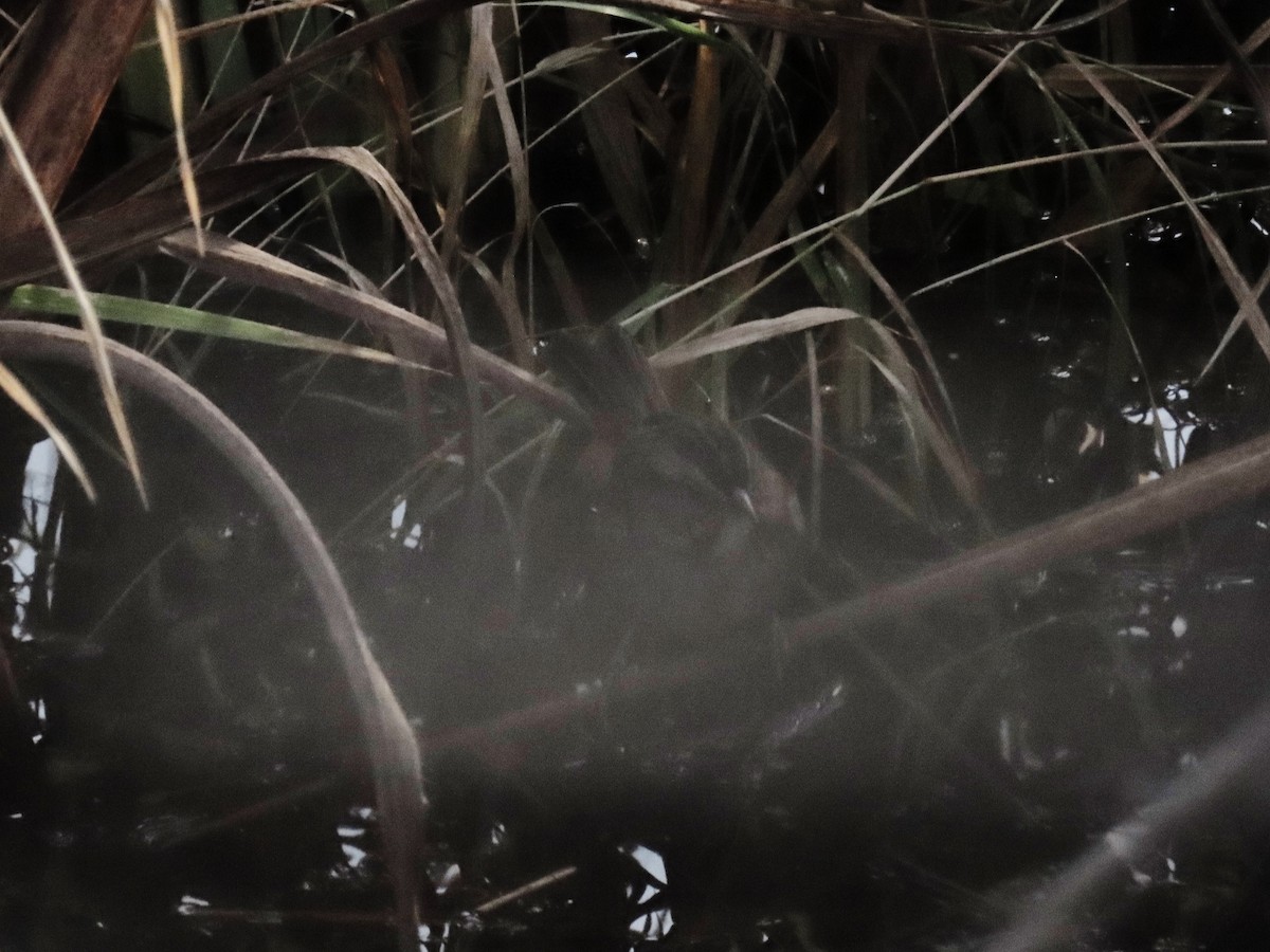 Swamp Sparrow - ML645480812