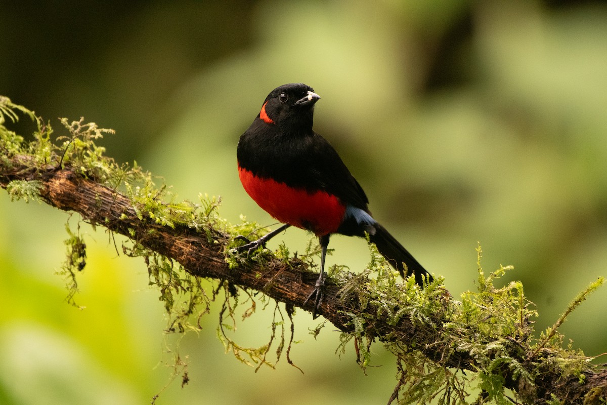 Scarlet-bellied Mountain Tanager - ML645480813