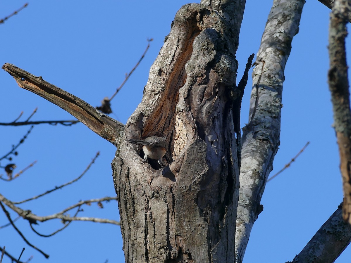 gråduskmeis - ML645480818