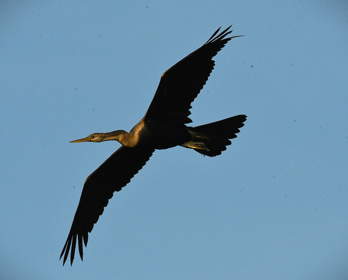 orientslangehals - ML645480819