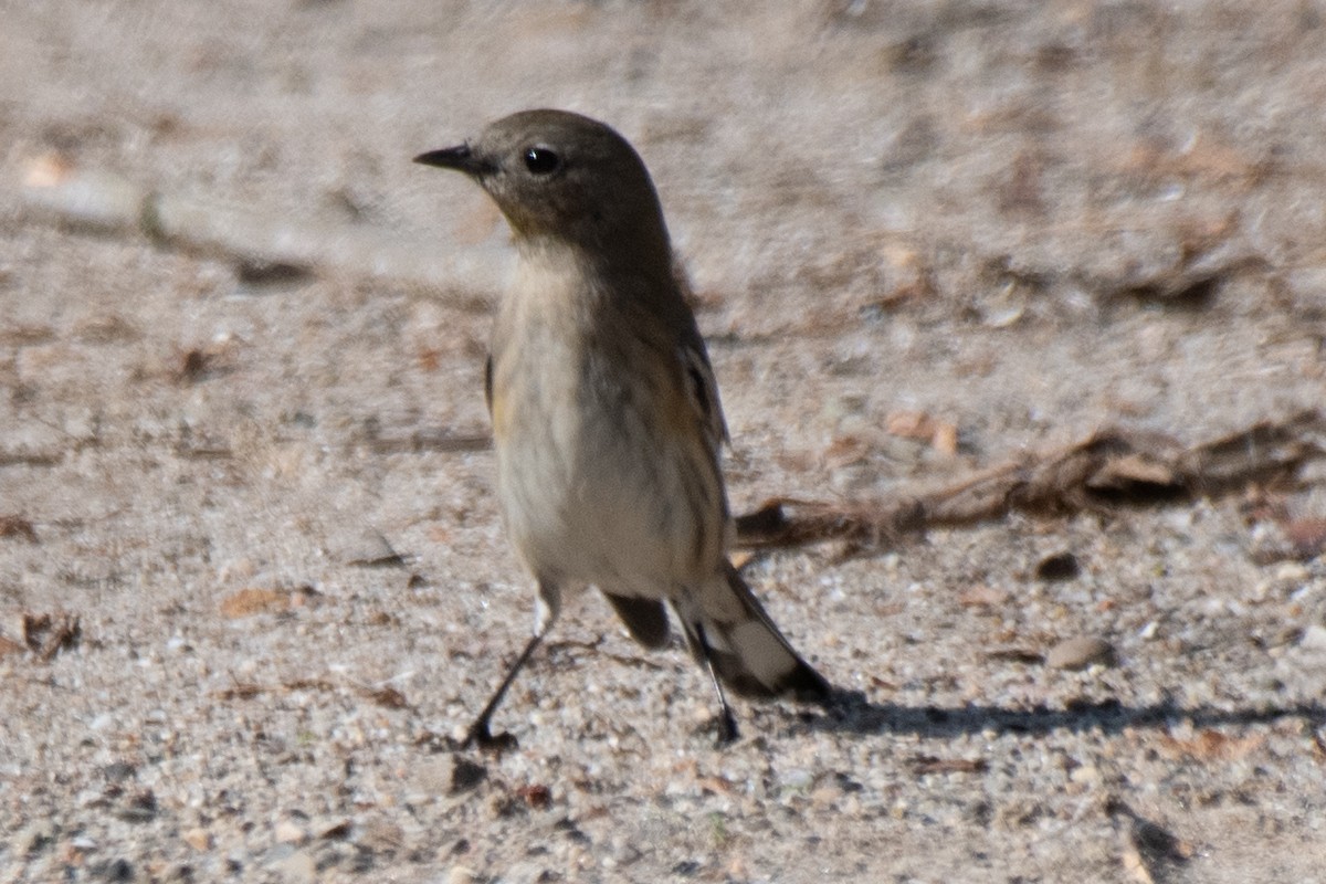 Yellow-rumped Warbler - ML645480823