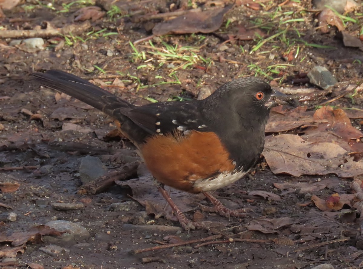 Spotted Towhee - ML645480825