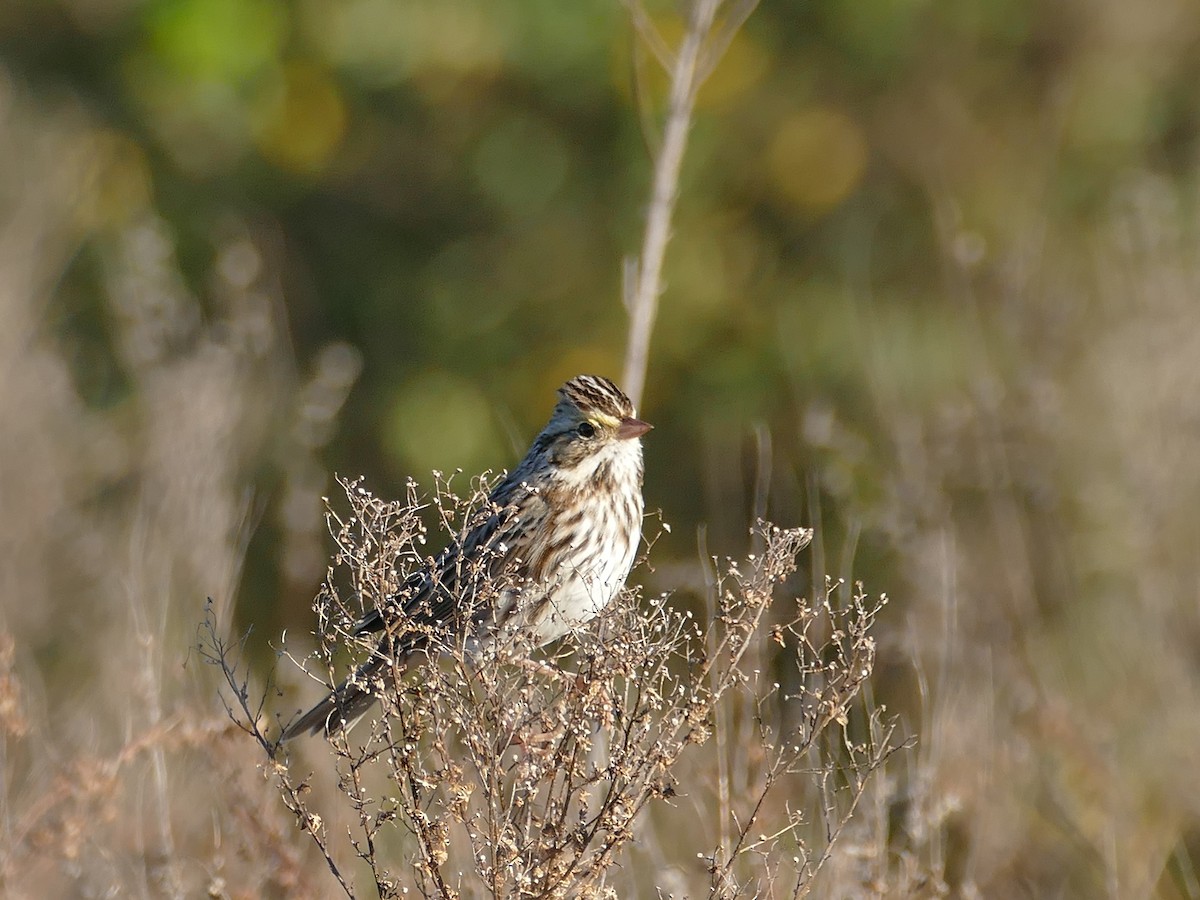 Savannah Sparrow - ML645480832