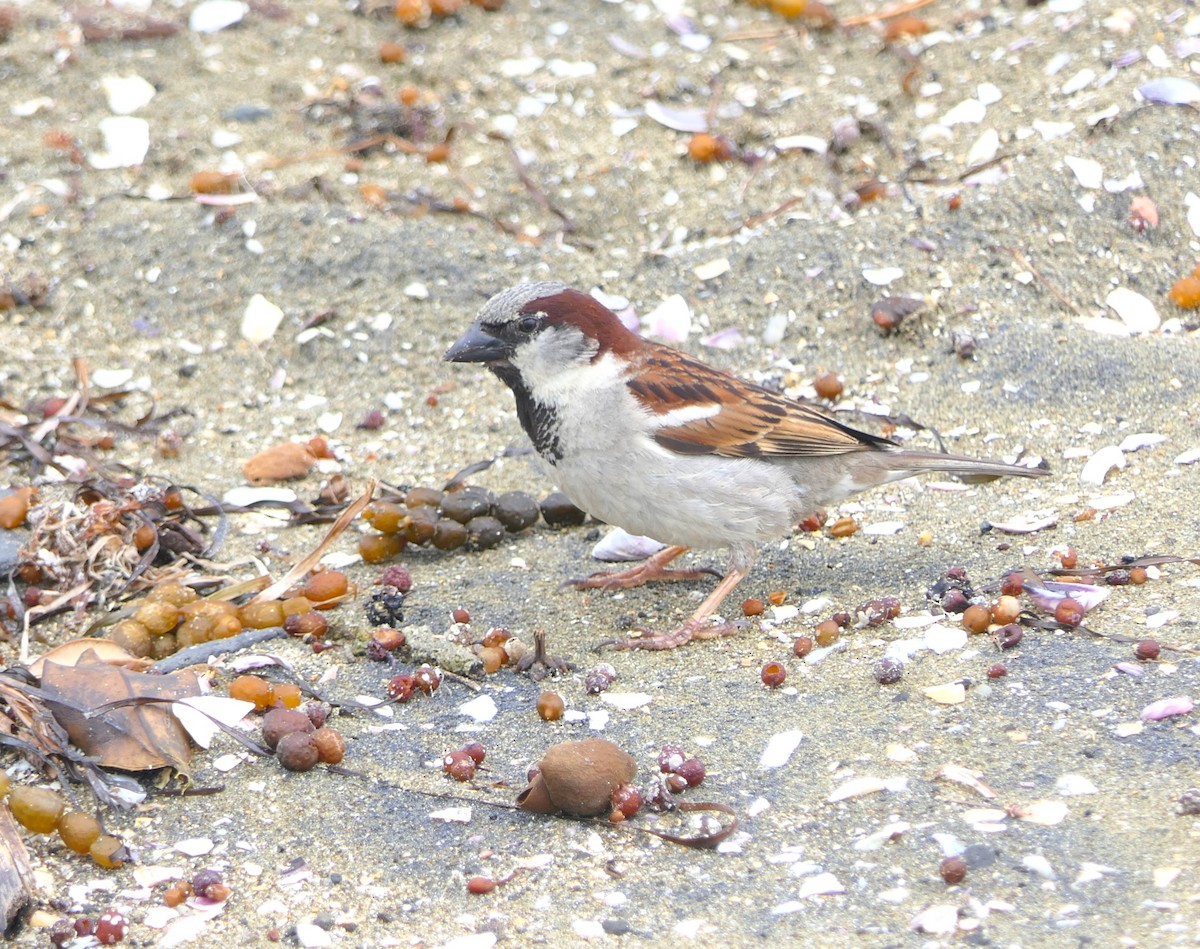 House Sparrow - ML645480835