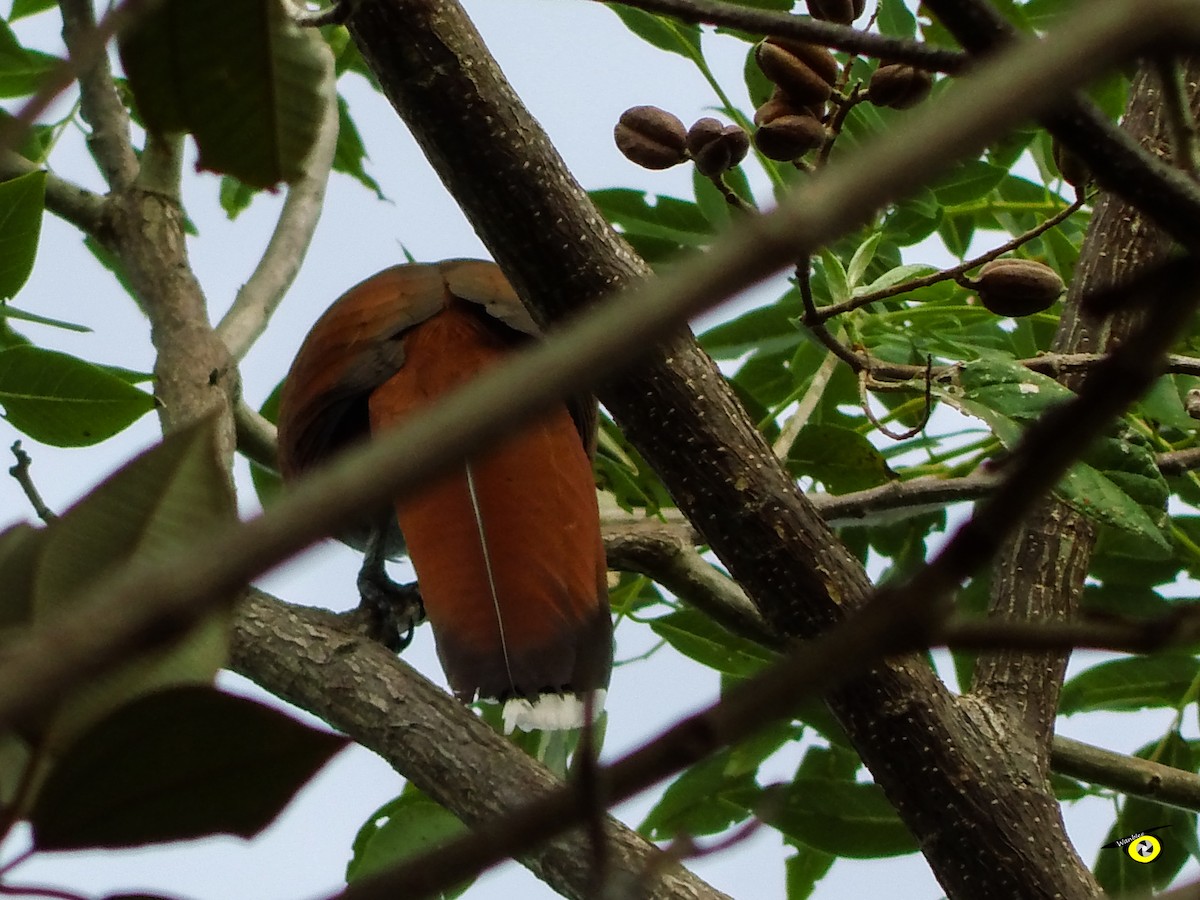Common Squirrel-Cuckoo - ML645480836