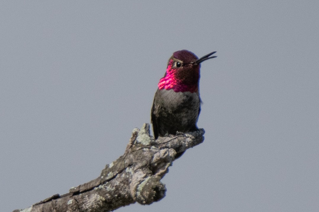 Anna's Hummingbird - ML645480843