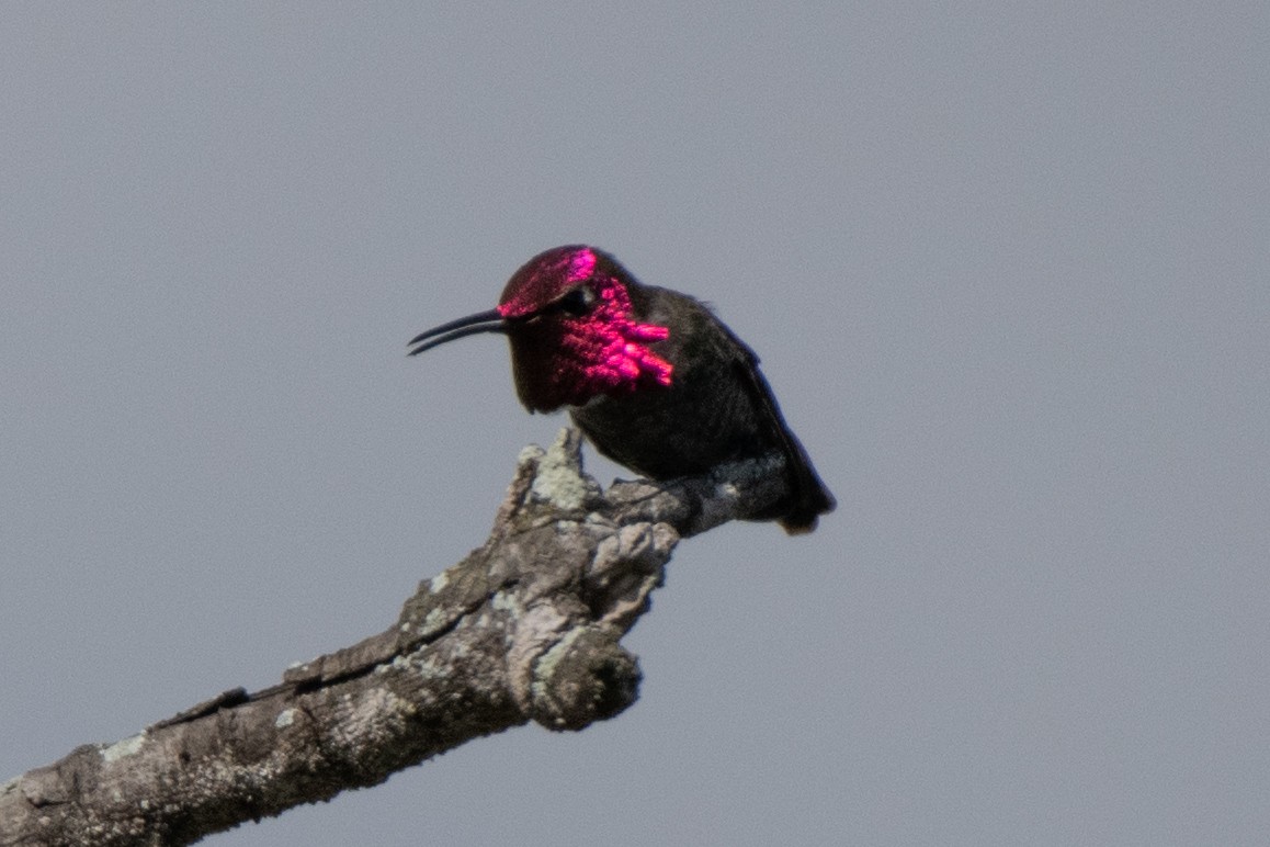 Anna's Hummingbird - ML645480844