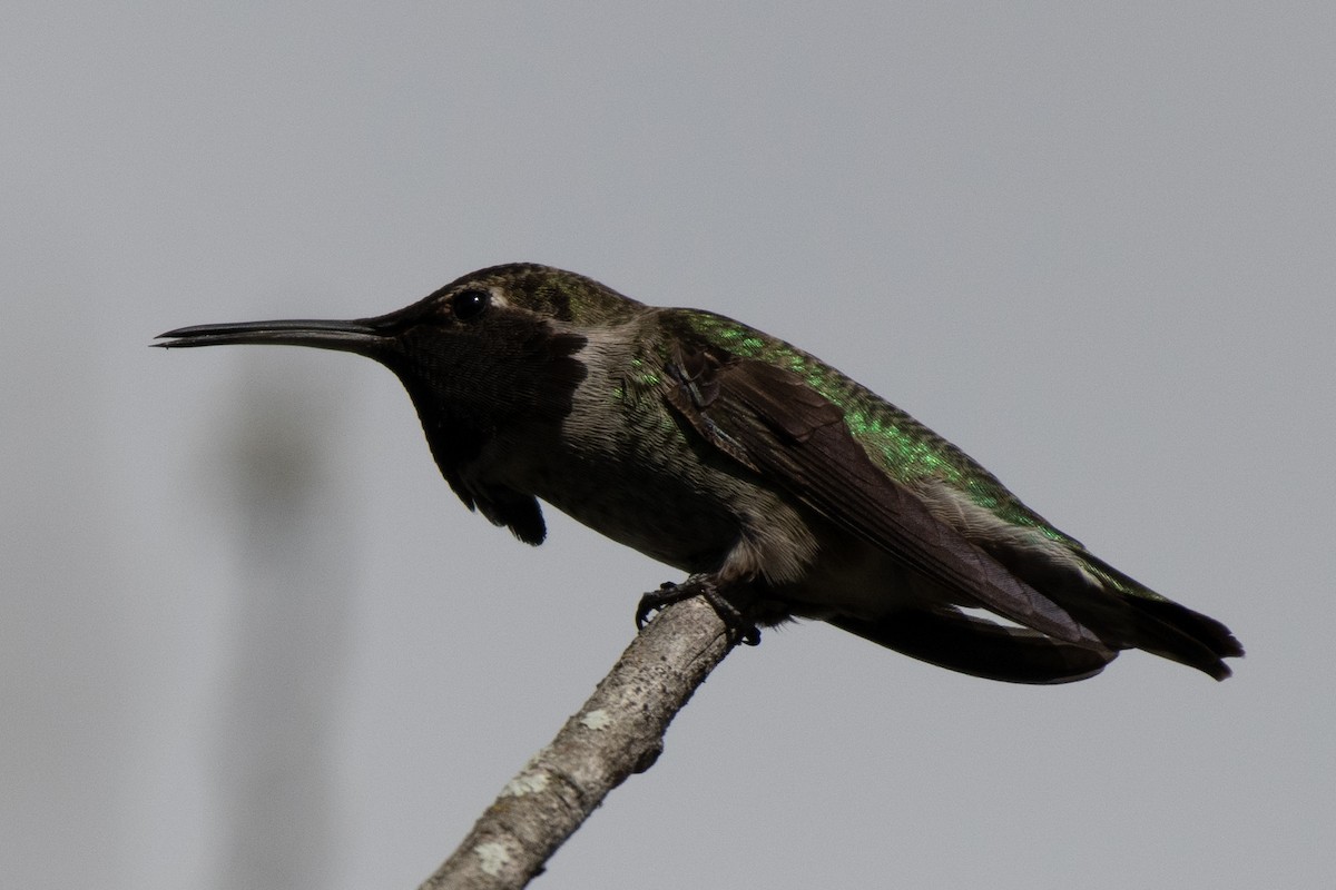 Anna's Hummingbird - ML645480845
