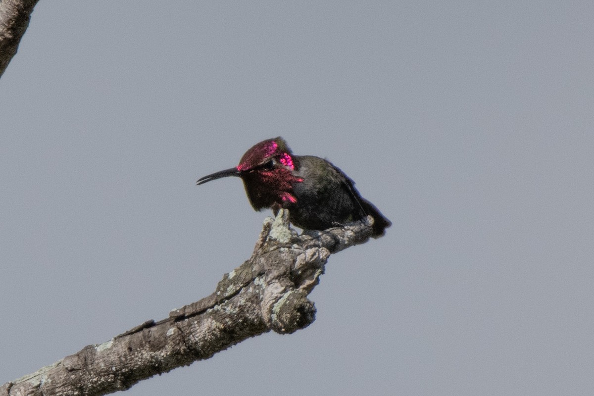 Anna's Hummingbird - ML645480846