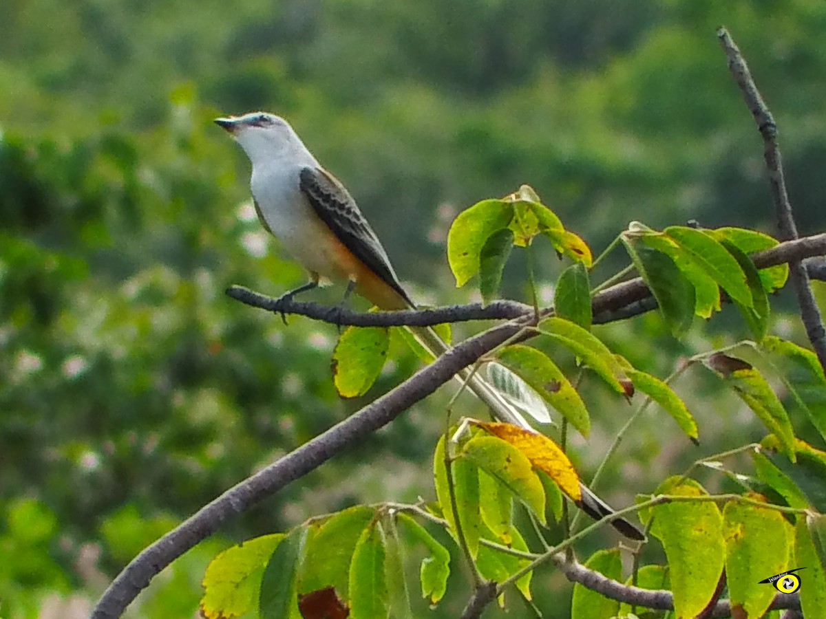 Scissor-tailed Flycatcher - ML645480855
