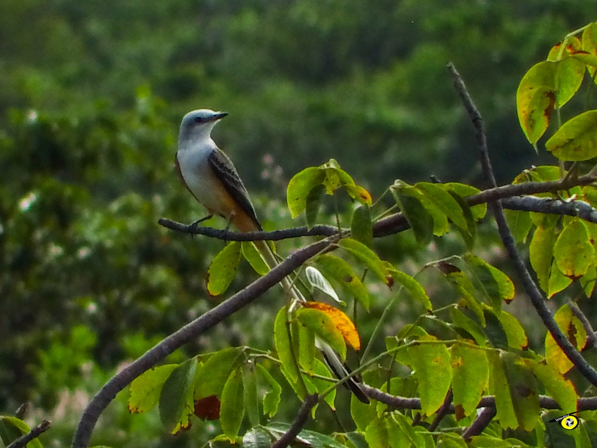 Scissor-tailed Flycatcher - ML645480857