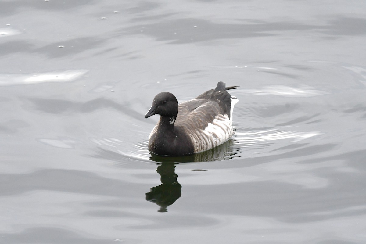 Brant - ML645480863
