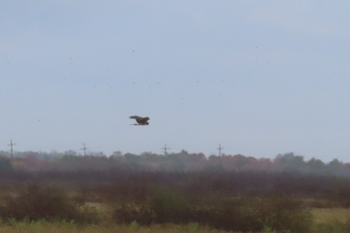 Лунь американський - ML645480866