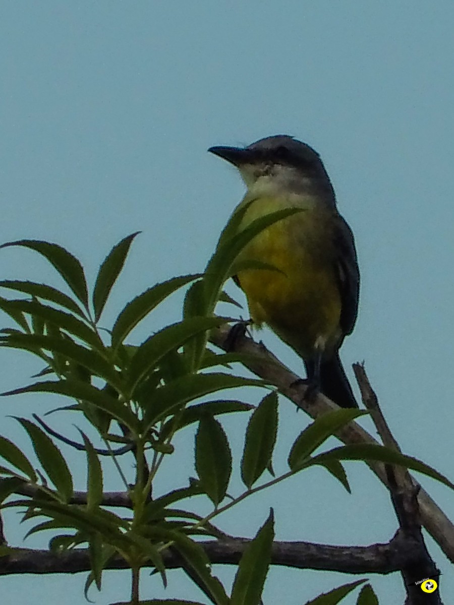 Tropical Kingbird - ML645480867