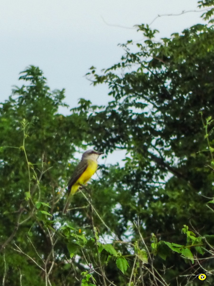 Tropical Kingbird - ML645480868