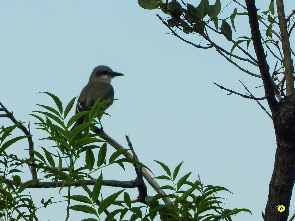 Tropical Kingbird - ML645480869