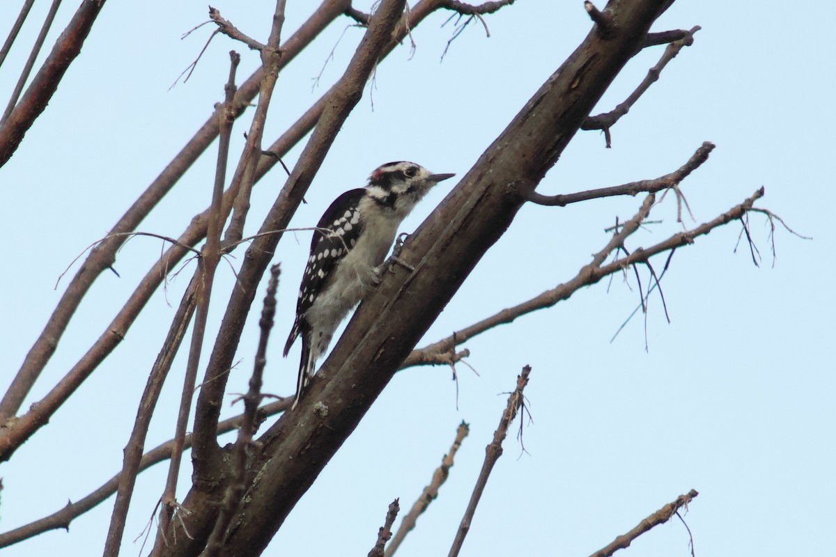 Downy Woodpecker - ML645480870