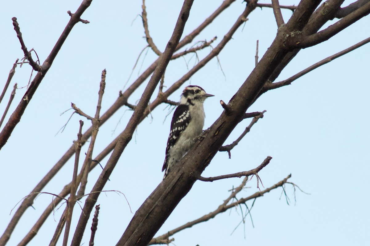 Downy Woodpecker - ML645480871