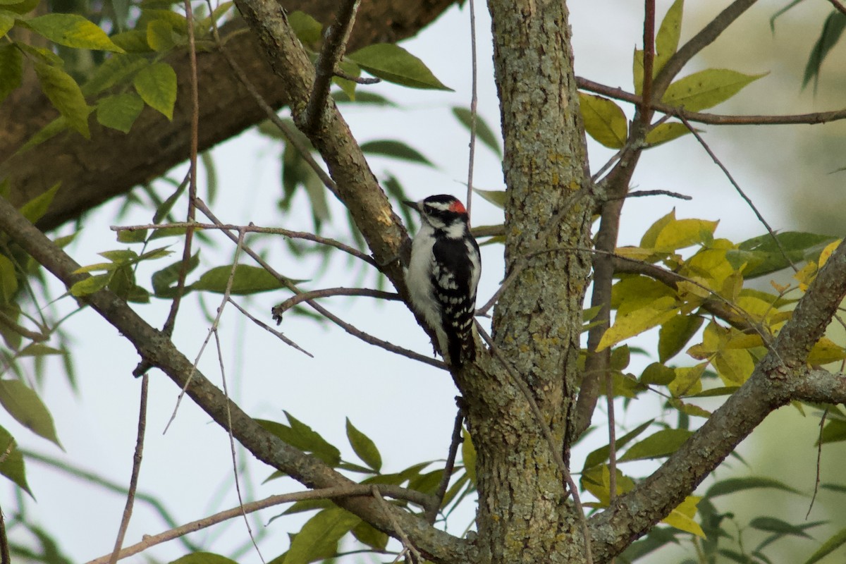 Downy Woodpecker - ML645480872