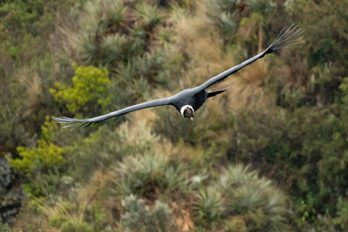 kondor andský - ML645480875