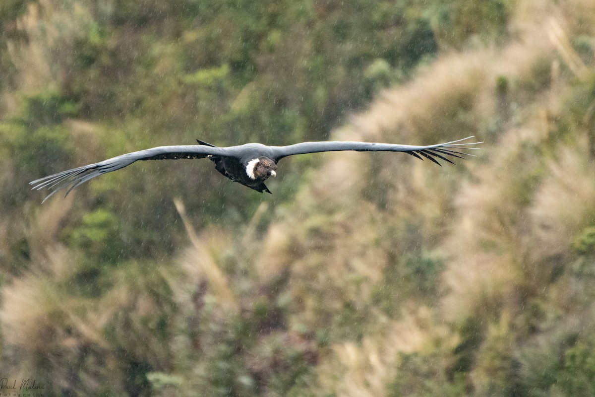 kondor andský - ML645480876