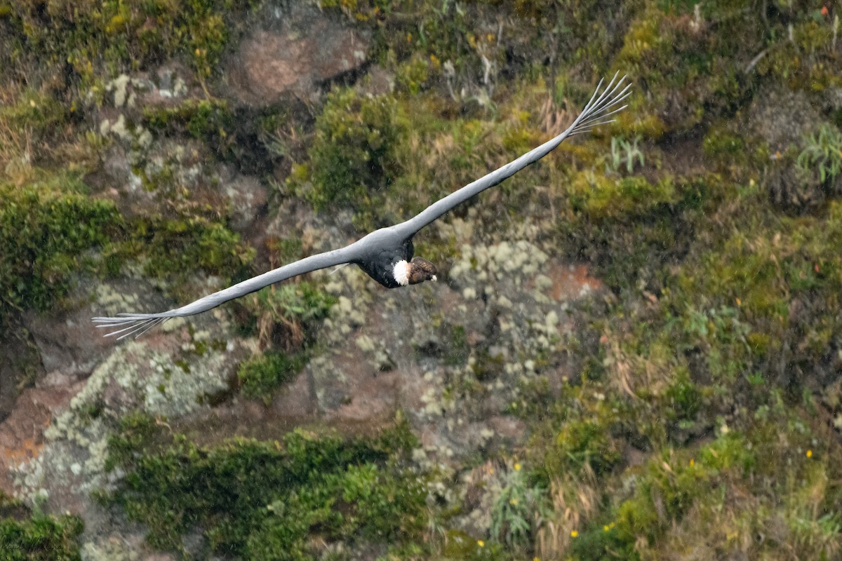 kondor andský - ML645480878