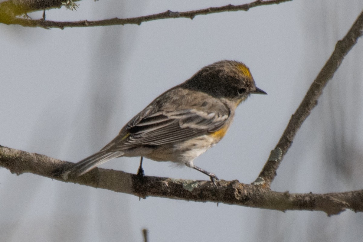 Yellow-rumped Warbler - ML645480879