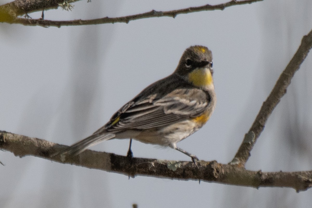 Yellow-rumped Warbler - ML645480880