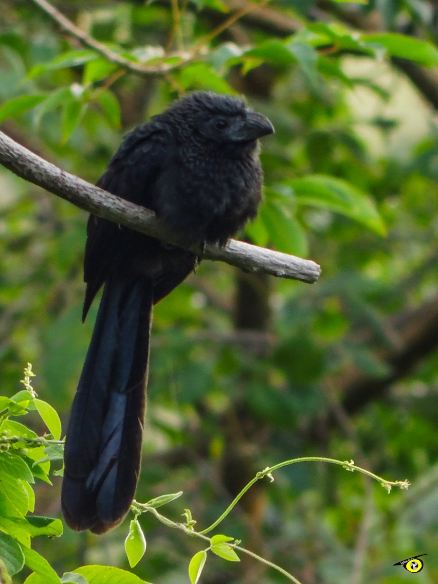 Groove-billed Ani - ML645480882
