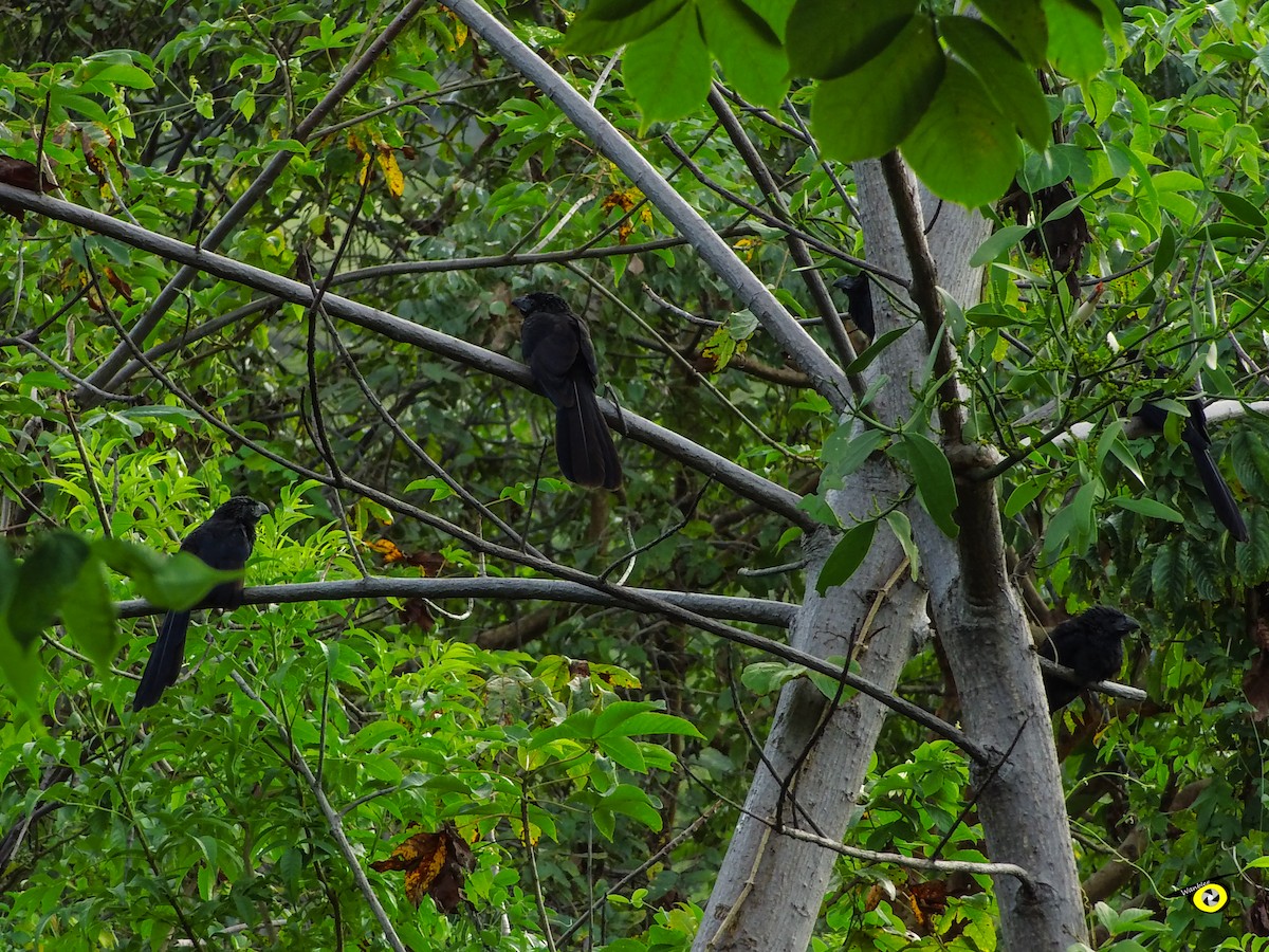 Groove-billed Ani - ML645480883