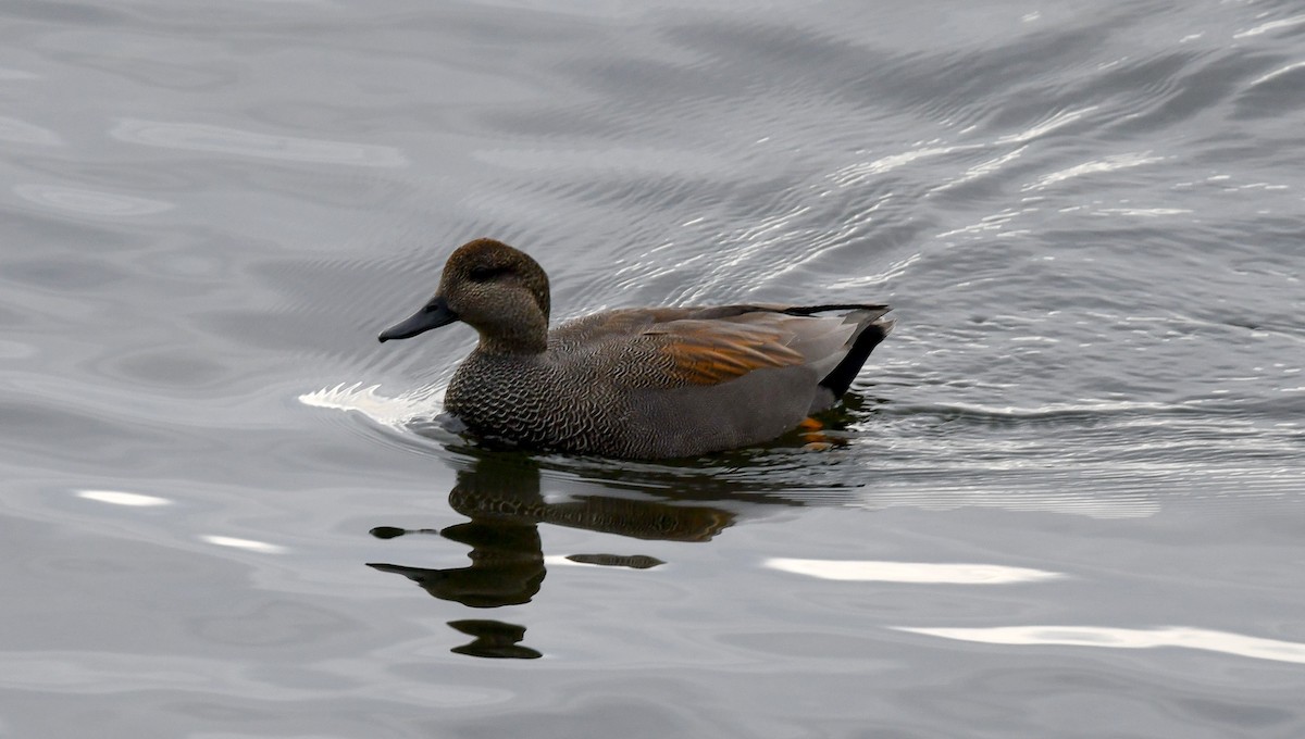 Серая утка - ML645480884