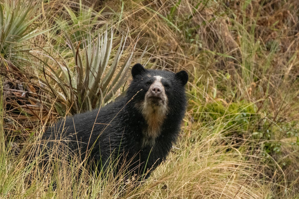 Animals - ML645480890