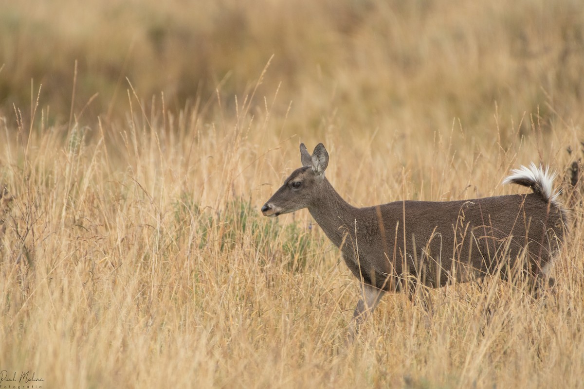 Animals - ML645480891