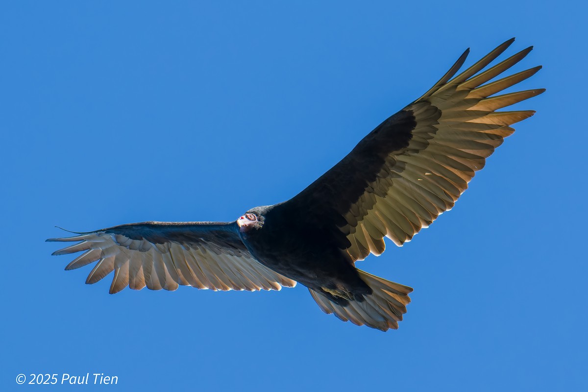 Turkey Vulture - ML645480892