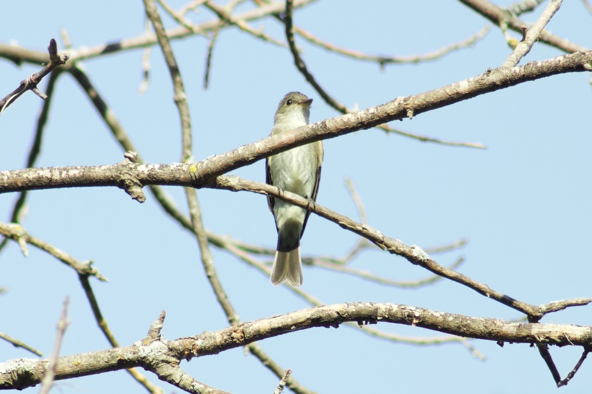 Eastern Wood-Pewee - ML645480896