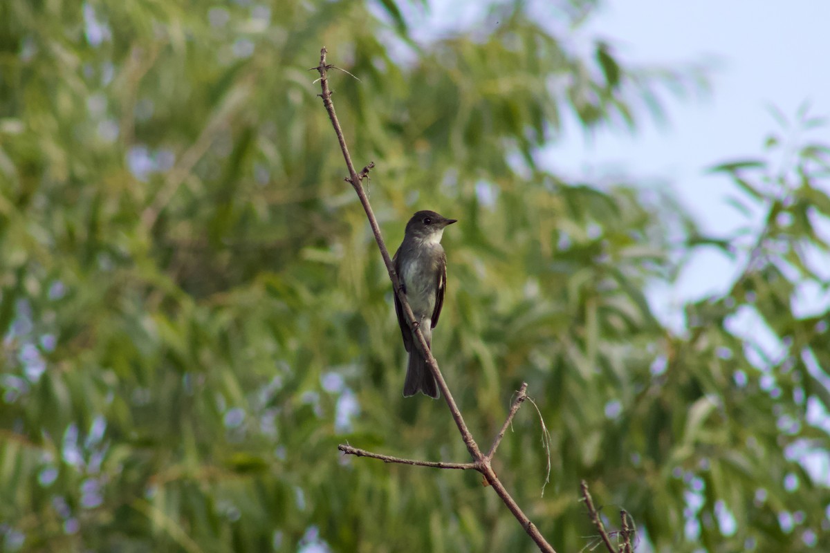 Eastern Wood-Pewee - ML645480897
