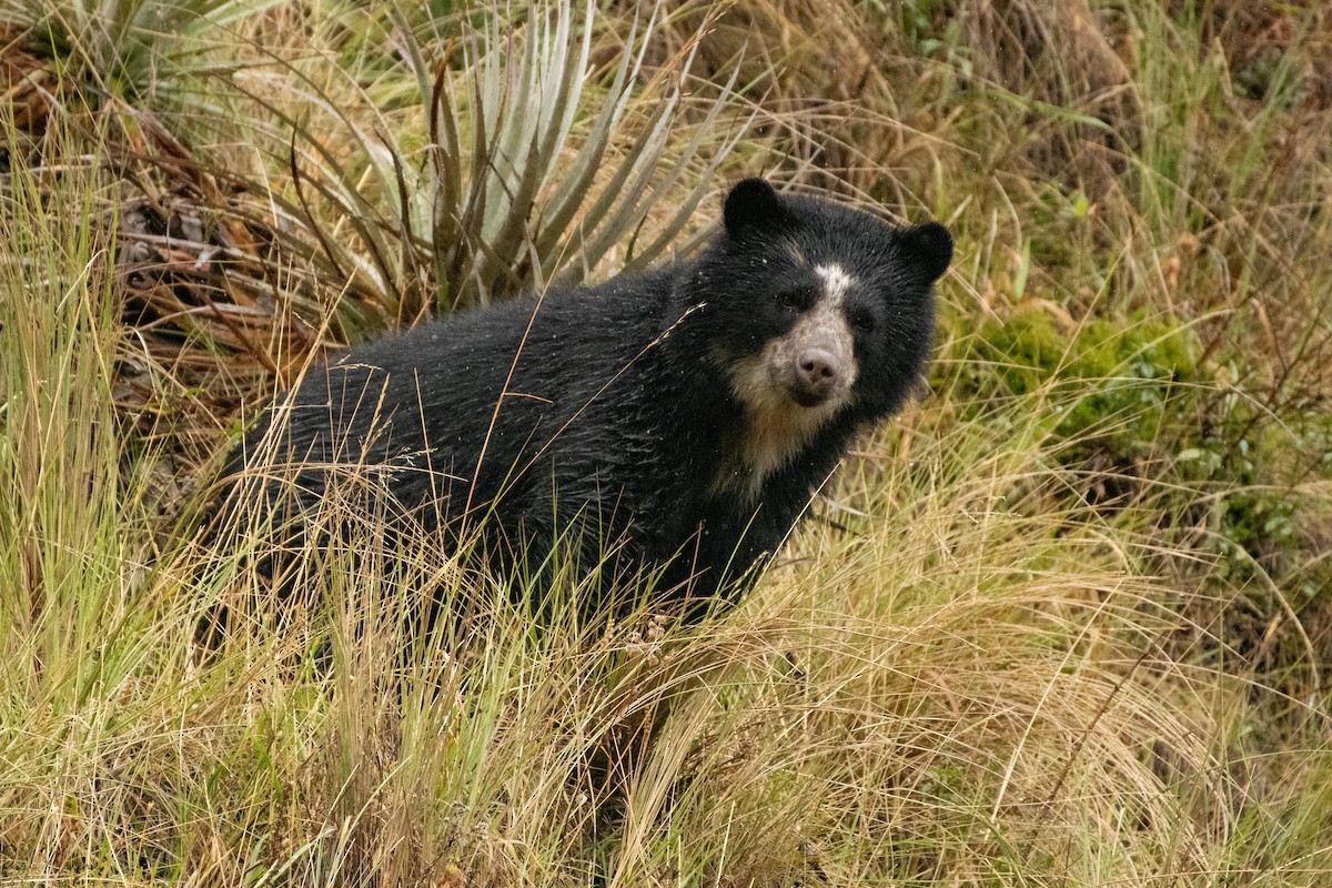 Animals - ML645480905