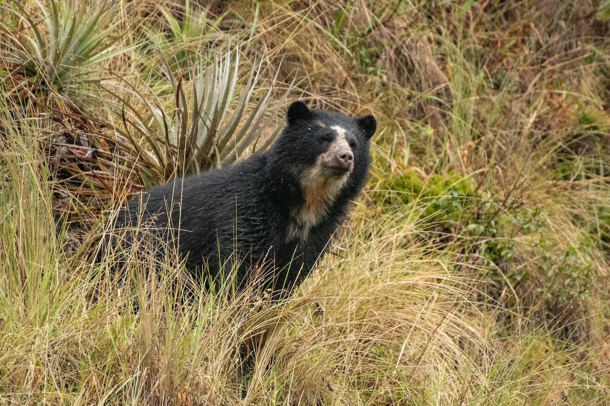 Animals - ML645480906