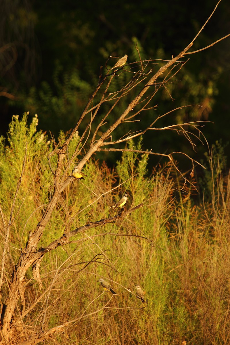 Western Kingbird - ML645480909