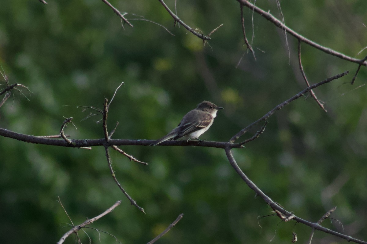 Eastern Phoebe - ML645480912