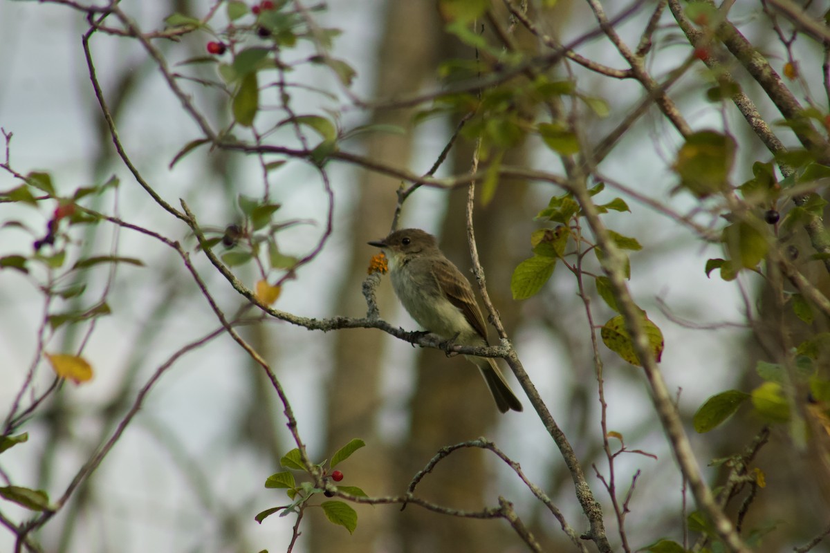 Eastern Phoebe - ML645480913