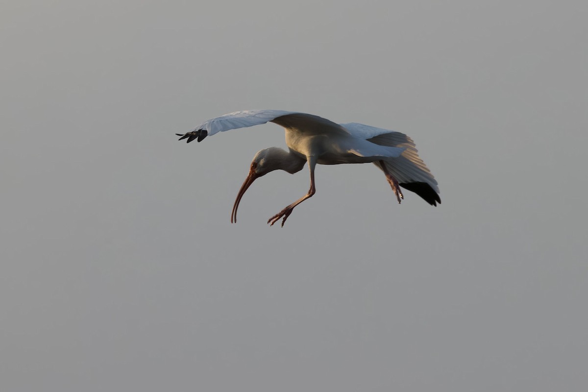 White Ibis - ML645480915