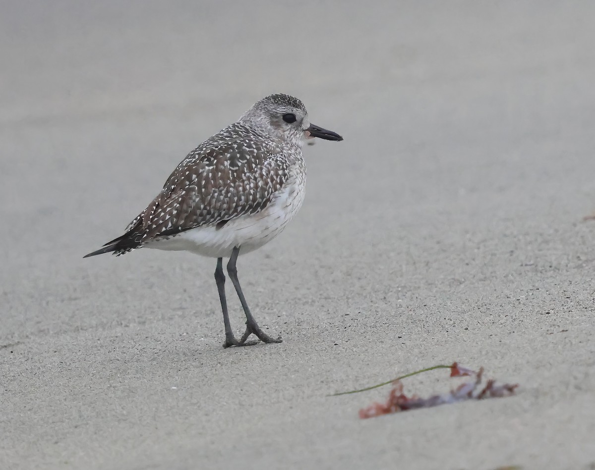 Black-bellied Plover - ML645480918