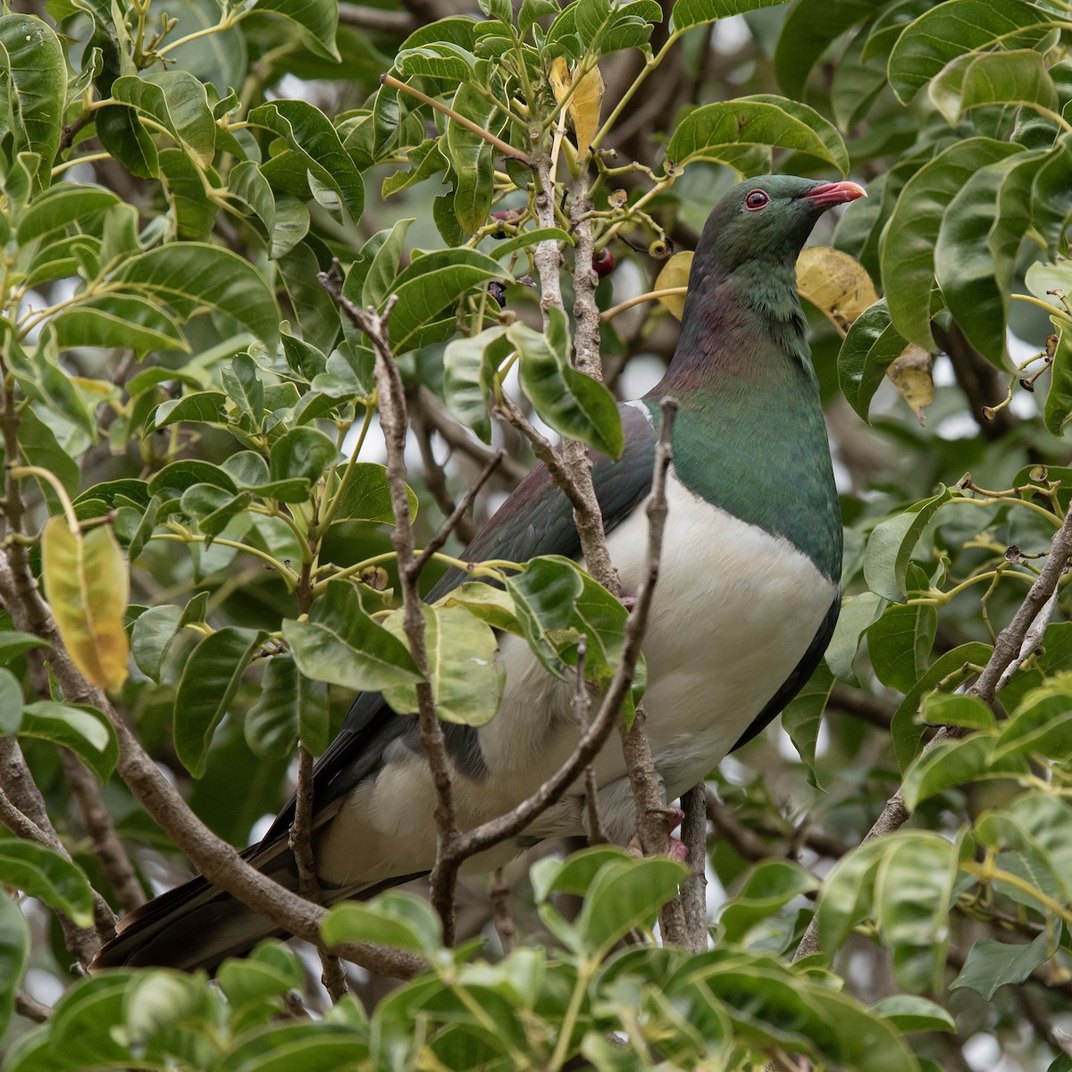 New Zealand Pigeon - ML645480920