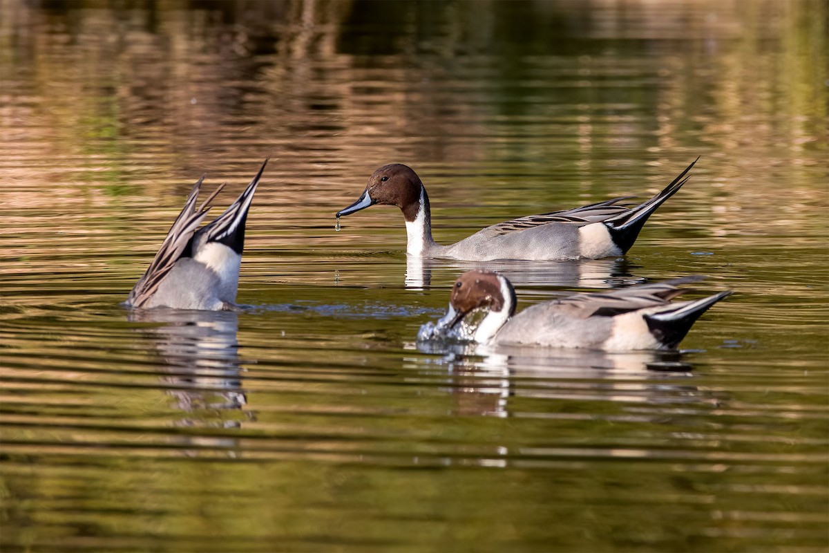 Northern Pintail - ML645480924