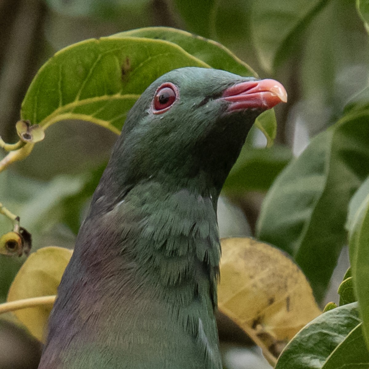 New Zealand Pigeon - ML645480926
