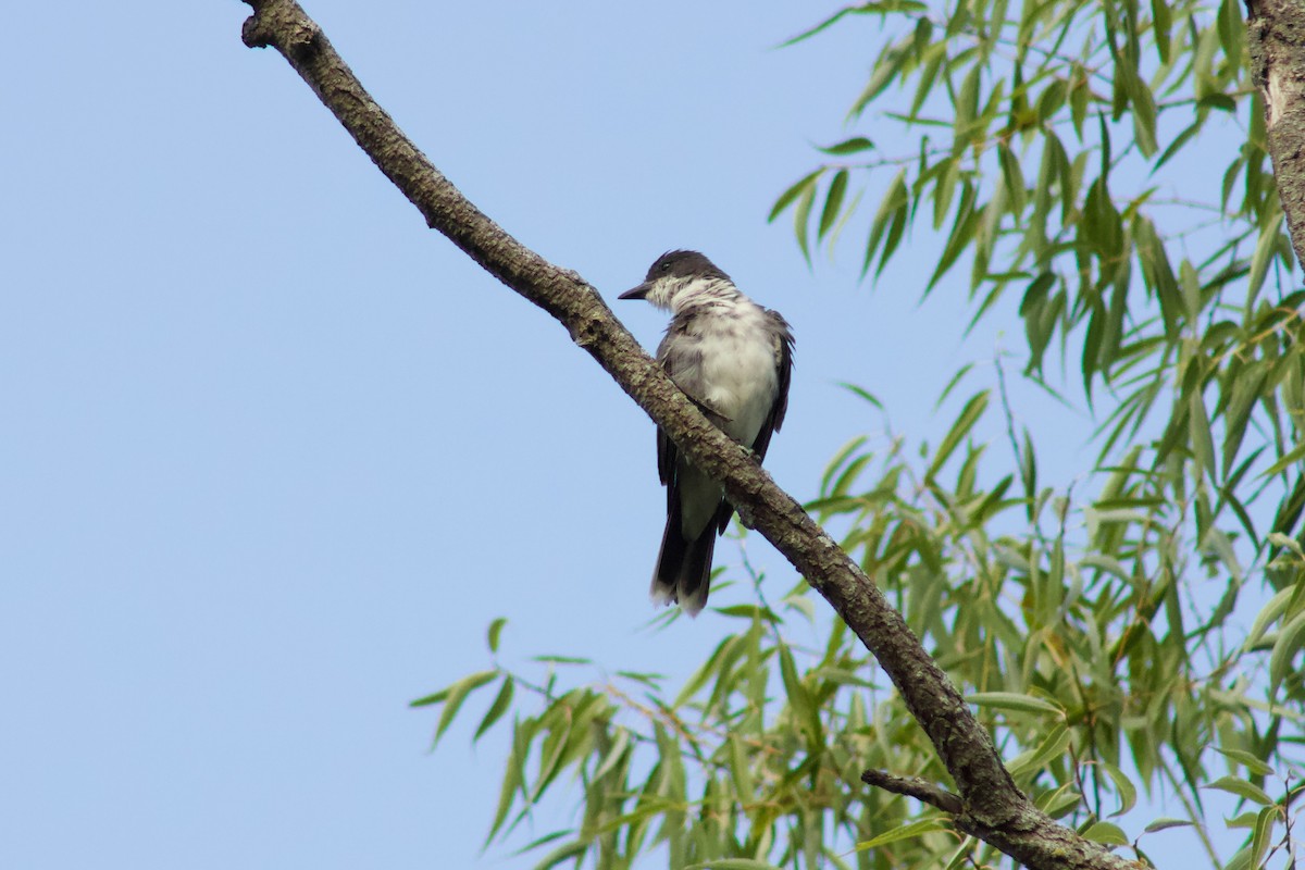 Eastern Kingbird - ML645480934