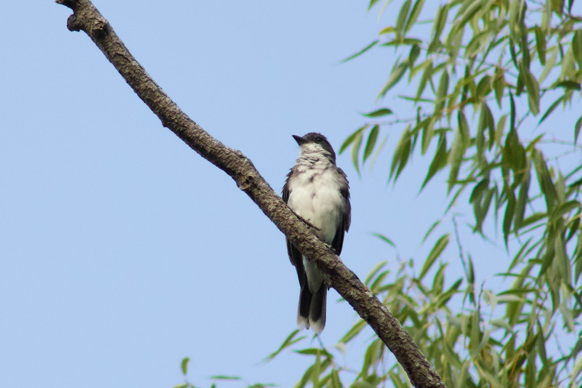 Eastern Kingbird - ML645480935