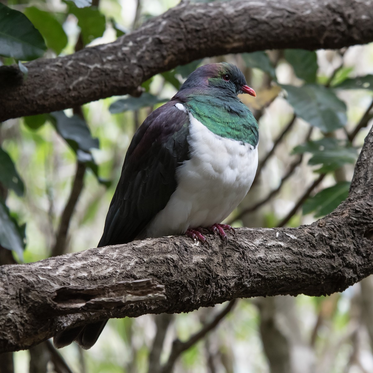 New Zealand Pigeon - ML645480936