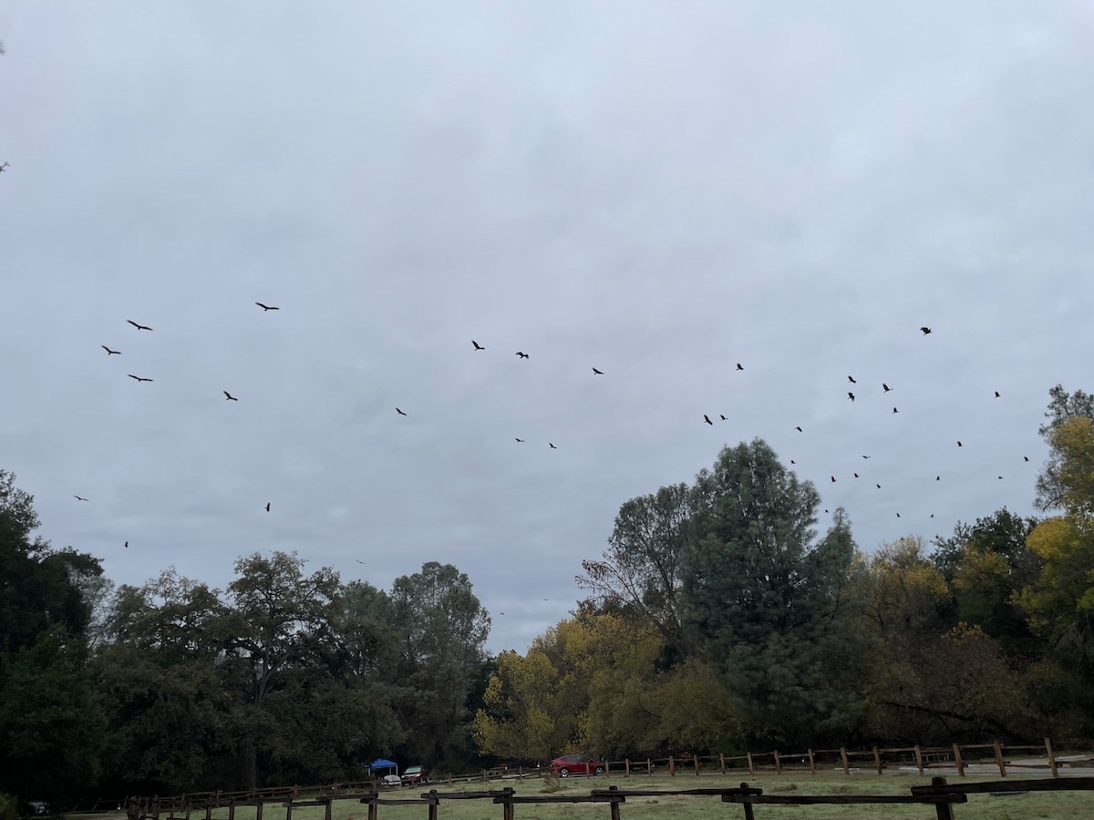 Turkey Vulture - ML645480938